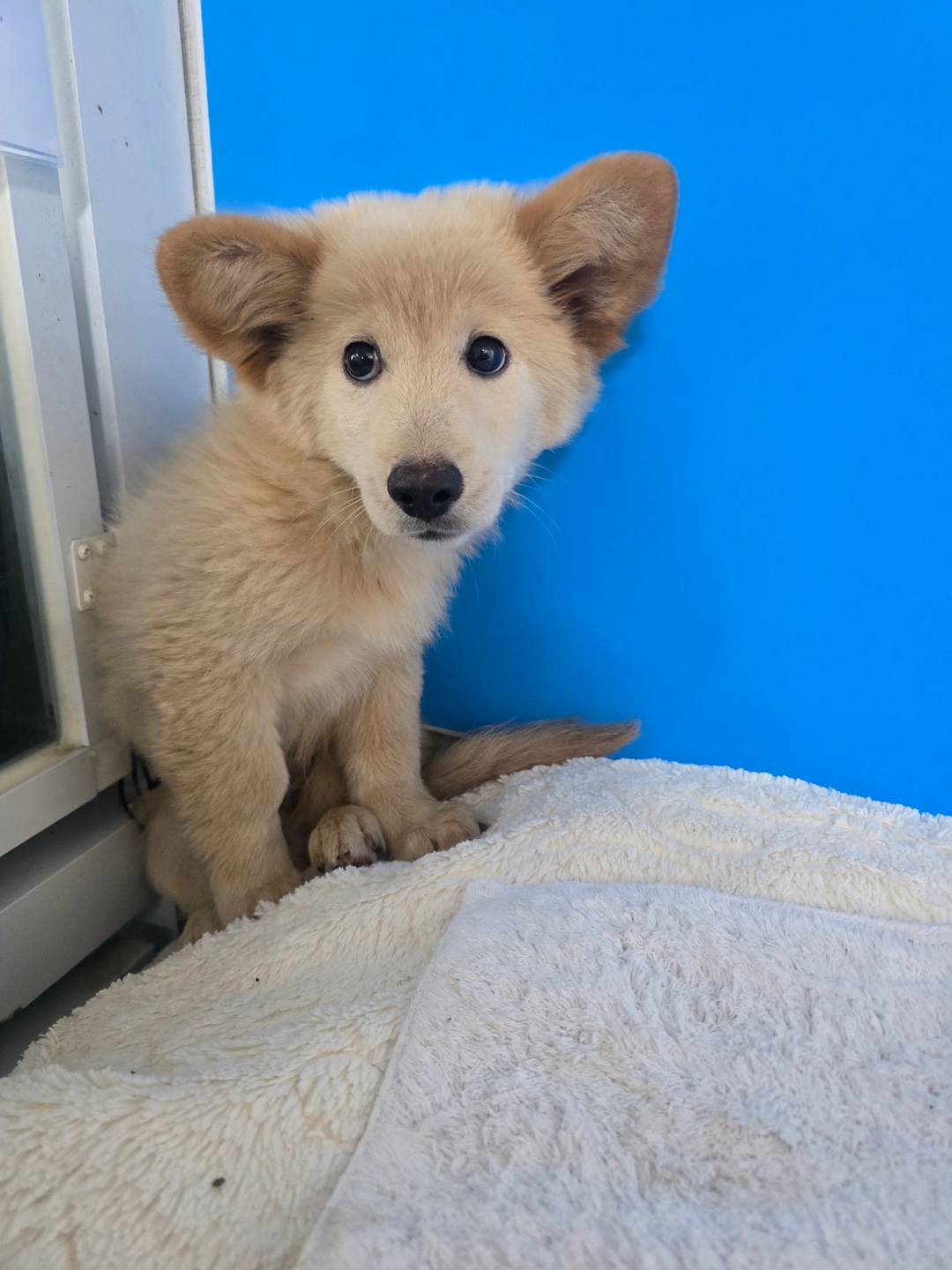 밀양시 동물보호센터_448536202500927